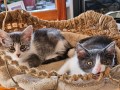 Amelie und Amy
